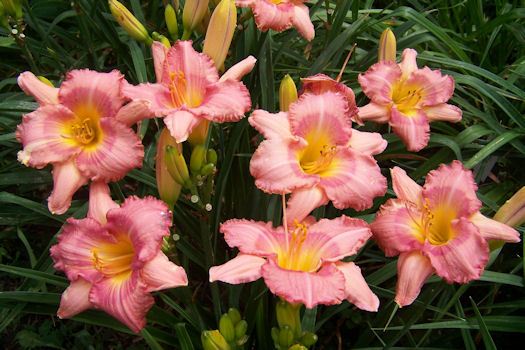 Cindy Shear Memorial