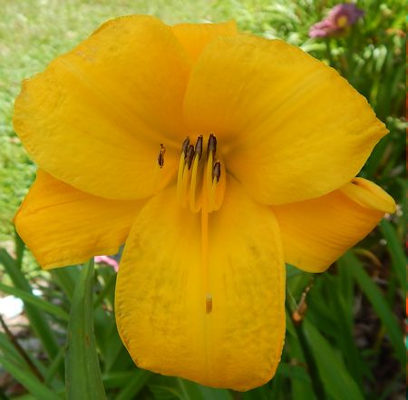 Photo of Grace's Heavenly Harp