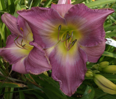 Seneca Maiden's Love