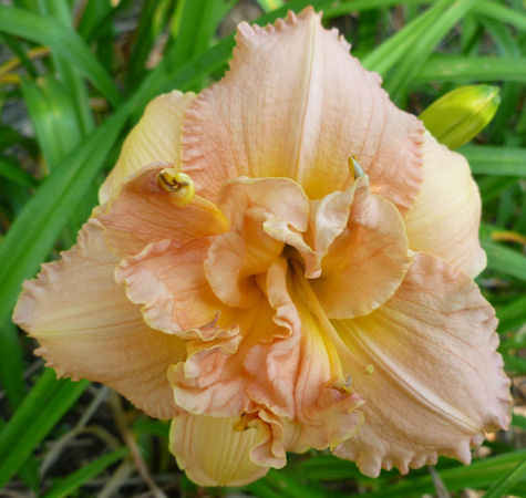 Sweet Seneca Garden Angel