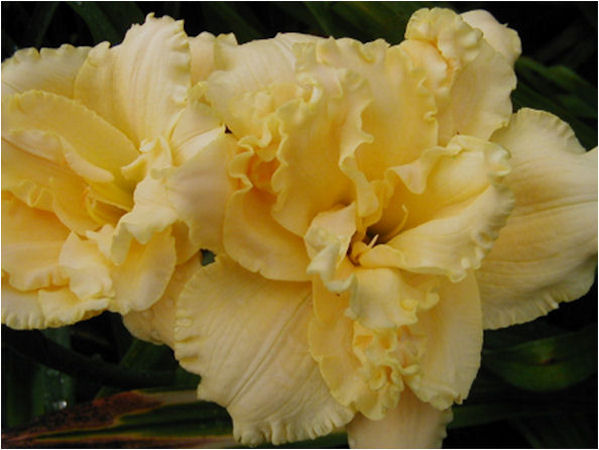 Sweet Seneca Julie Anne