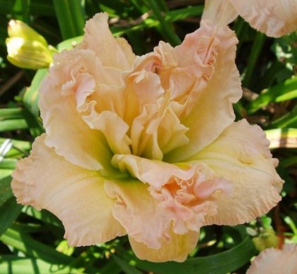 Sweet Seneca Party Derss