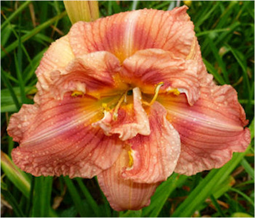 Sweet Seneca Ribbon Candy