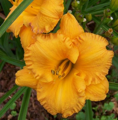 Terra Cotta Treasure